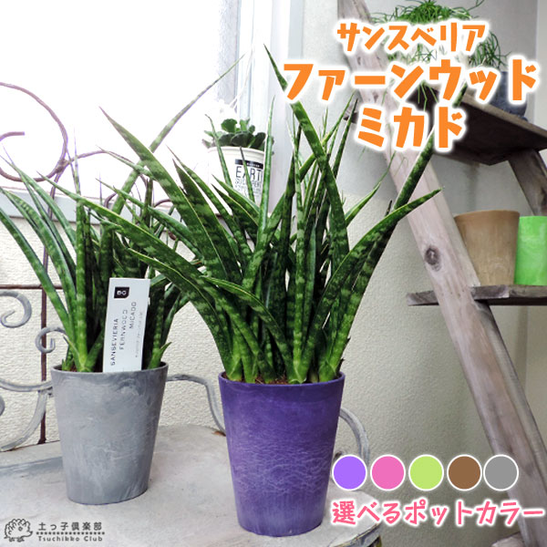 楽天市場 サンスベリア ファーンウッド ミカド サンセベリア 選べる鉢色 花と緑の専門店 土っ子倶楽部 楽天市場 サンスベリア ファーンウッド ミカド サンセベリア 選べる鉢色 花と緑の専門店 土っ子倶楽部