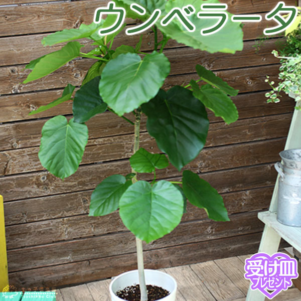 ウンベラータ 号鉢 受け皿プレゼント Mgpadel Com