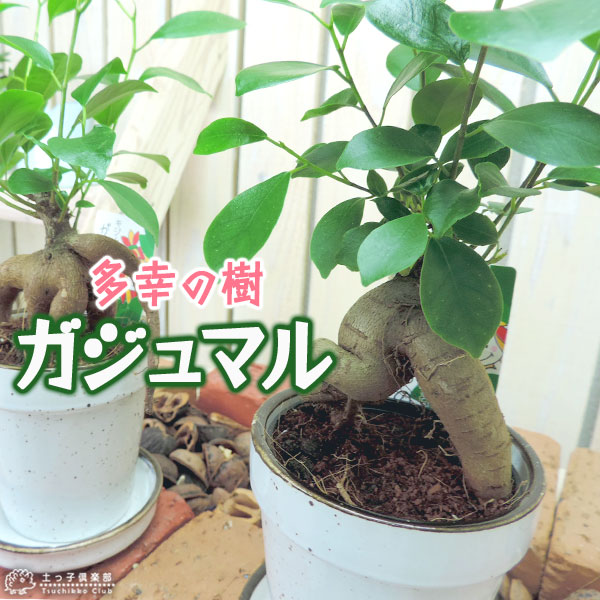 楽天市場】ガジュマル がじゅまる 7.5cmポット 【 送料無料 楽天市場】ガジュマル がじゅまる 7.5cmポット 【 送料無料