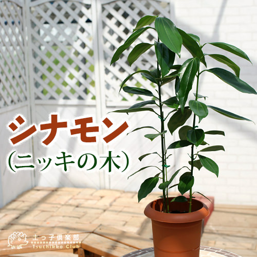 ニッキ苗木、120cm1本 楽天市場】◇送料無料◇ ニッキ 苗 【本ニッキの木】 ポット苗