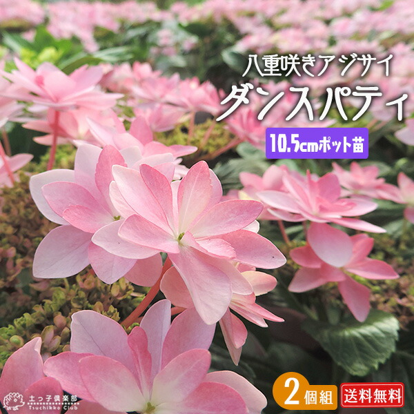 楽天市場】長寿桜 ( チョウジュザクラ ) 4号鉢植え 桜 さくら 楽天市場】長寿桜 ( チョウジュザクラ ) 4号鉢植え 桜 さくら