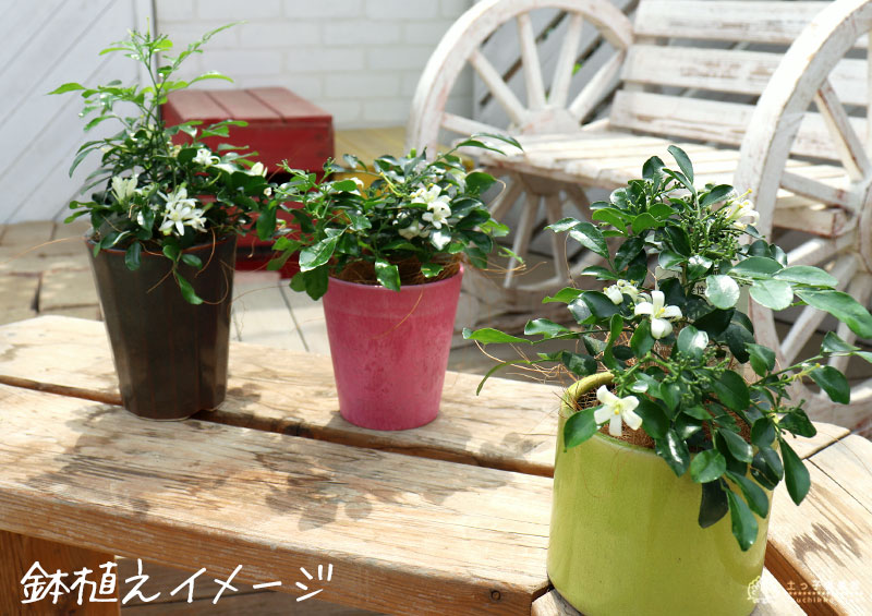 超矮性月あかり橘 シルクジャスミン ナナ ゲッキツ 9cmポット苗 Foxunivers Com