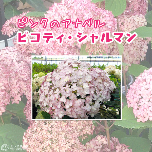 楽天市場】ピンクのアナベル 『 ピコティ シャルマン 』 9cmポット苗