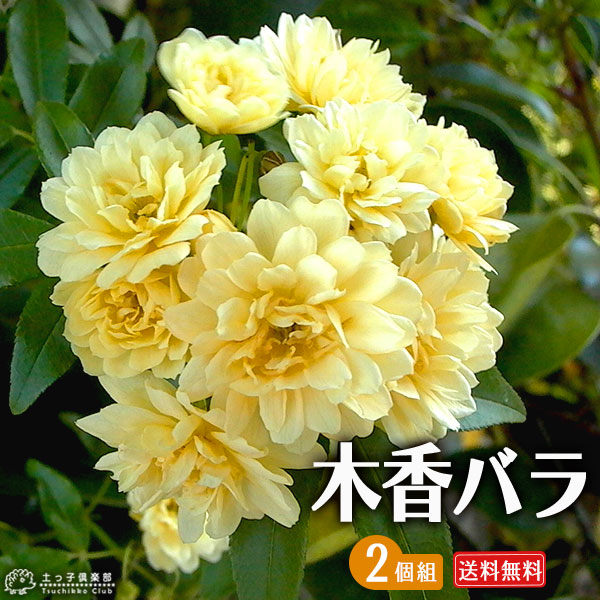楽天市場】芝桜 24個セット(色混合) 9cmポット苗+肥料800g 楽天市場】芝桜 24個セット(色混合) 9cmポット苗+肥料800g