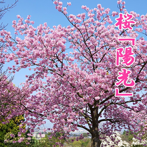 ぽんちゃん「木を植えよう」 ボーちゃん植木鉢 木製 ウッド ミニ 植木鉢 TOSMU おうち花見