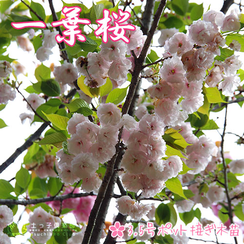 楽天市場 桜 一葉 イチヨウ 接ぎ木 10 5cmポット 苗木 花と緑の専門店 土っ子倶楽部