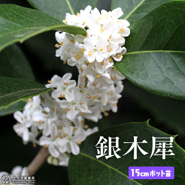 楽天市場】ギンモクセイ （ 銀木犀 ） 10.5cmポット苗 【 2個