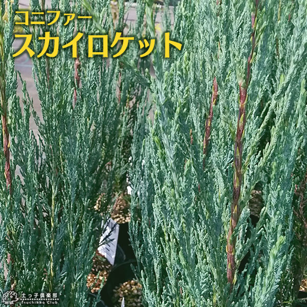 楽天市場】コニファー 『 ムーングロー 』 15cmポット苗 【 送料