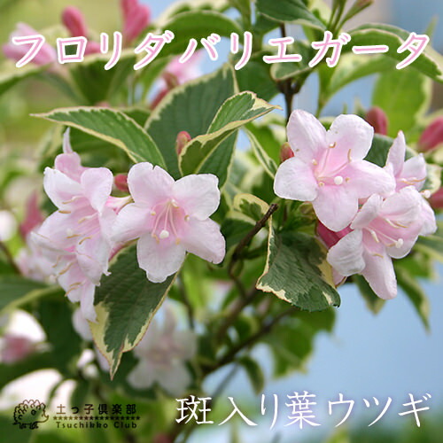 楽天市場】ハナミズキ 『 チェロキーサンセット 』 斑入り葉 18cm