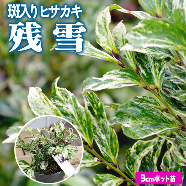 楽天市場】姫サカキ 苗 【斑入りヒサカキ 残雪 （ざんせつ）】 ポット