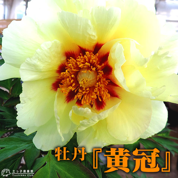 楽天市場 牡丹 黄冠 6号スリット鉢植え 黄ボタン お届け時には今期の開花は終了しています 花と緑の専門店 土っ子倶楽部