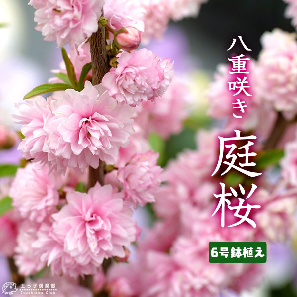 楽天市場 庭桜 ニワザクラ ピンク 八重咲き 6号鉢植え 花と緑の専門店 土っ子倶楽部