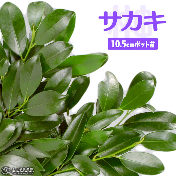 楽天市場】【単品販売】ヒサカキ （姫榊・ビシャコ） 高さ約