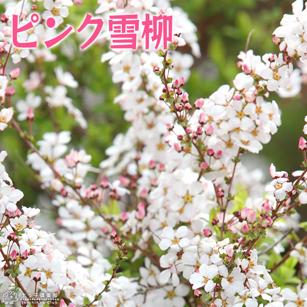 楽天市場 ピンク雪柳 ピンクユキヤナギ 5 5号鉢植え 花と緑の専門店 土っ子倶楽部