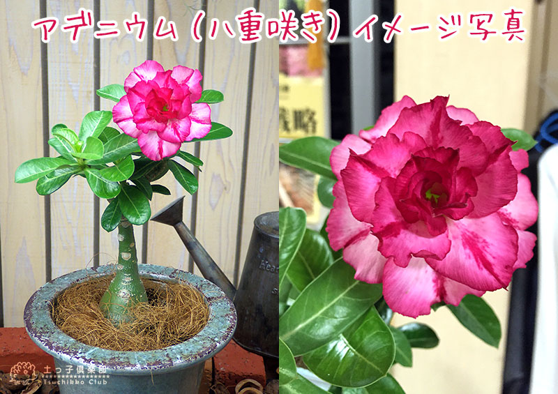 天空のバラ 八重咲き アデニウム 4号鉢植え 選べる花色 人気品種2色 Amedf Com Br