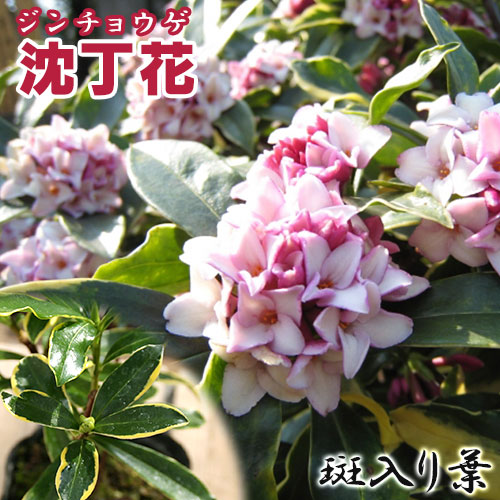 楽天市場 沈丁花 白花 H500 700mm 鉢底より 植木 苗 Sora