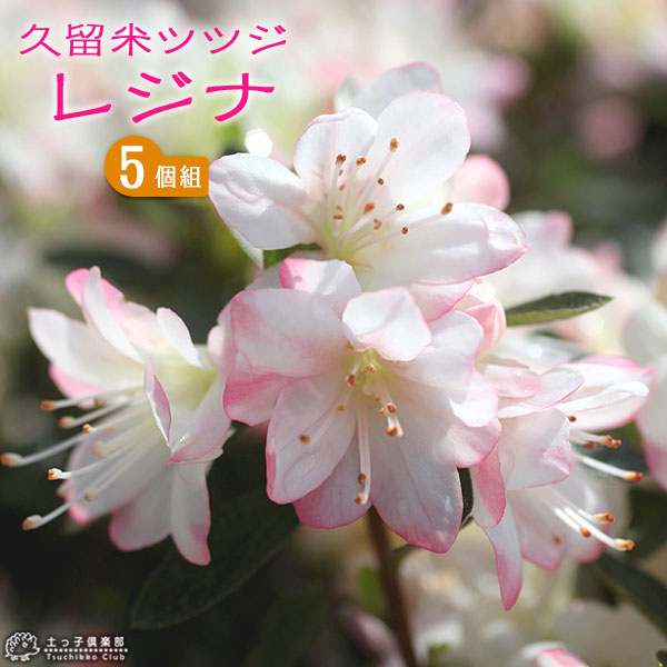 楽天市場】香る花木 『 満月蝋梅 ( マンゲツロウバイ ) 』 5号 楽天市場】香る花木 『 満月蝋梅 ( マンゲツロウバイ ) 』 5号