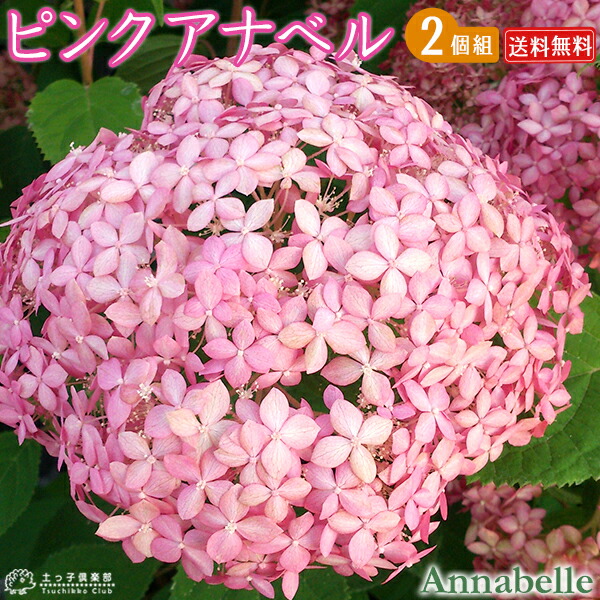 楽天市場】アジサイ 『 アナベル 』 白 6号スリット鉢植え 苗木