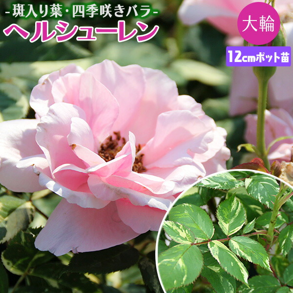 楽天市場】ミニバラ3色とミニ観葉の寄せ植え ( アートストーン 楽天市場】ミニバラ3色とミニ観葉の寄せ植え ( アートストーン