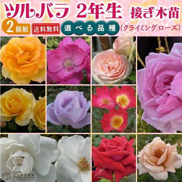 楽天市場】薔薇 苗 四季咲き大輪A 2年生 接ぎ木苗 （ ハイブリットティーローズ ） 【 2個セット 】 【 送料無料 】 【 選べる品種 】 :  花と緑の専門店 土っ子倶楽部