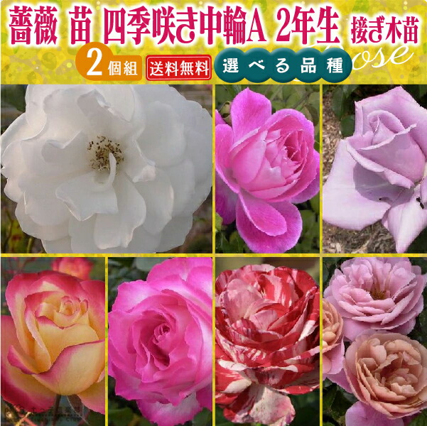 楽天市場】薔薇 苗 四季咲き中輪B 2年生 接ぎ木苗 【 2個セット