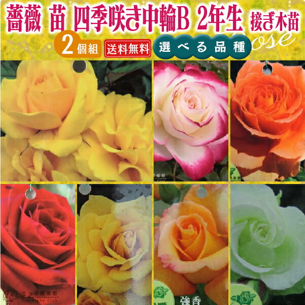 楽天市場】薔薇 苗 四季咲き大輪A 2年生 接ぎ木苗 （ ハイブリット