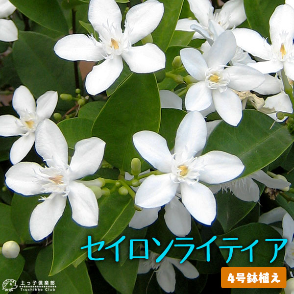 梅花5 Amazon.co.jp: 梅花（うめふぁー）20袋セット : 食品・飲料・お酒