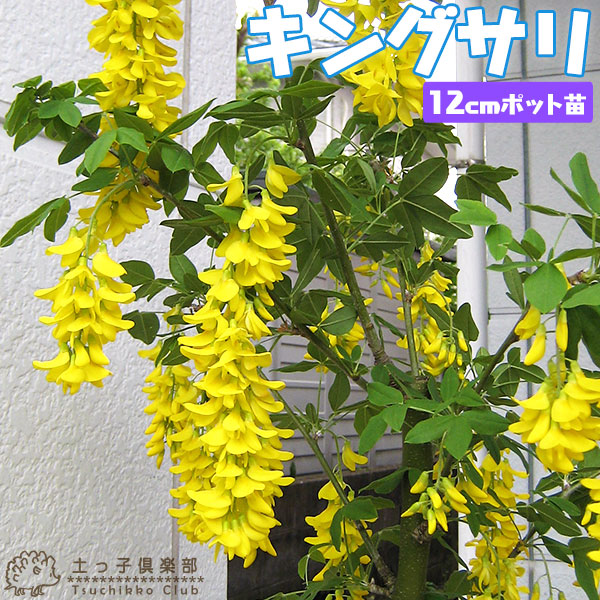 楽天市場】キングサリ ボッシー 7号 苗木 : 千草園芸