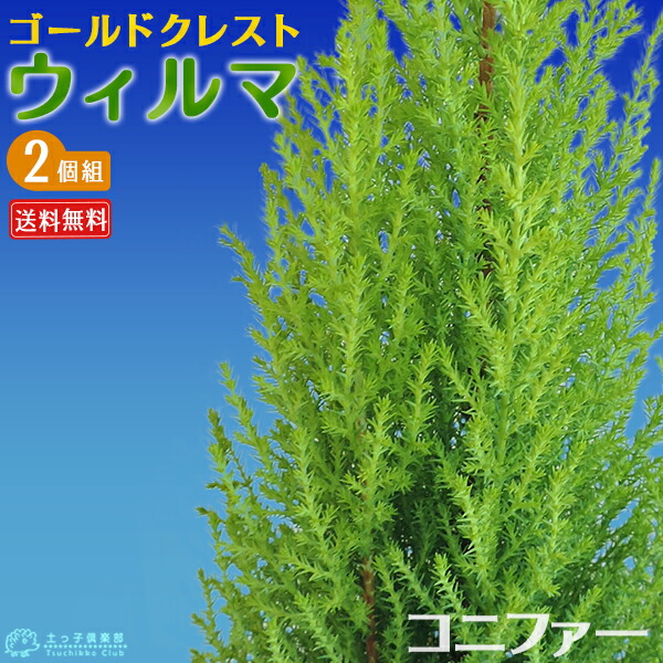 楽天市場】コニファー 『 ブルーアイス 』 12〜15cmポット苗 【 送料