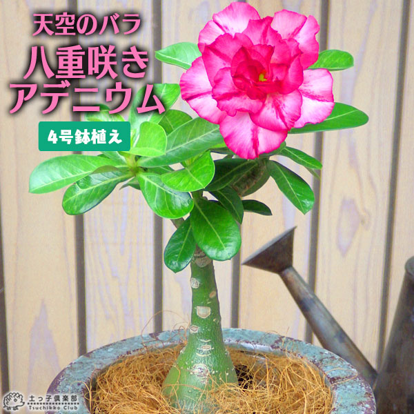 楽天市場 天空のバラ 八重咲き アデニウム 4号鉢植え 選べる花色 人気品種2色 花と緑の専門店 土っ子倶楽部