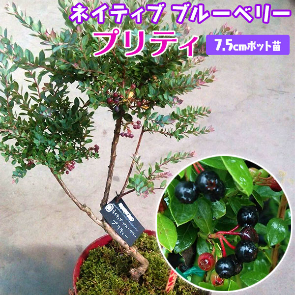 爆売り リークー花ごころ ブルーベリーのピートモス 5l Igapora Ba Gov Br 爆売り リークー花ごころ ブルーベリーのピートモス 5l Igapora Ba Gov Br