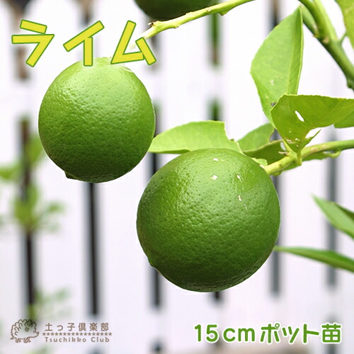 楽天市場 ライム タヒチライム 15cmポット接木苗 花と緑の専門店 土っ子倶楽部