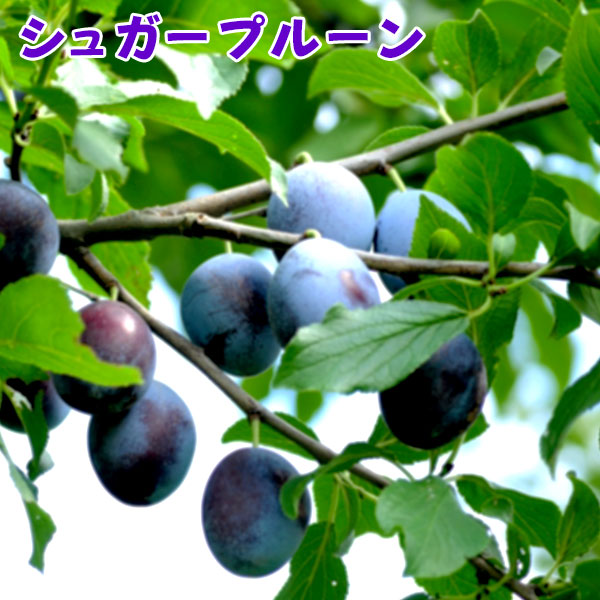 特大接ぎ木 南高梅 メルモ 梅 南高梅 なんこうばい【1年生】（接ぎ木・素掘り）