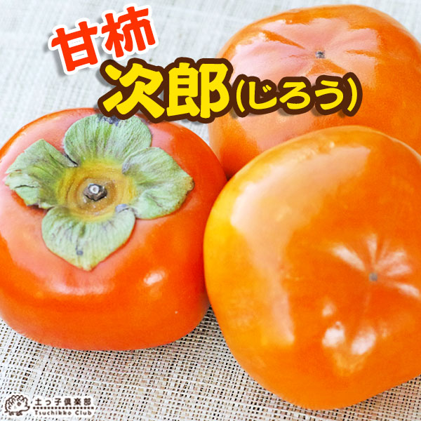 楽天市場】苗：ろうや柿 都の四季（都紅の四季成り品種） : 遊恵盆栽