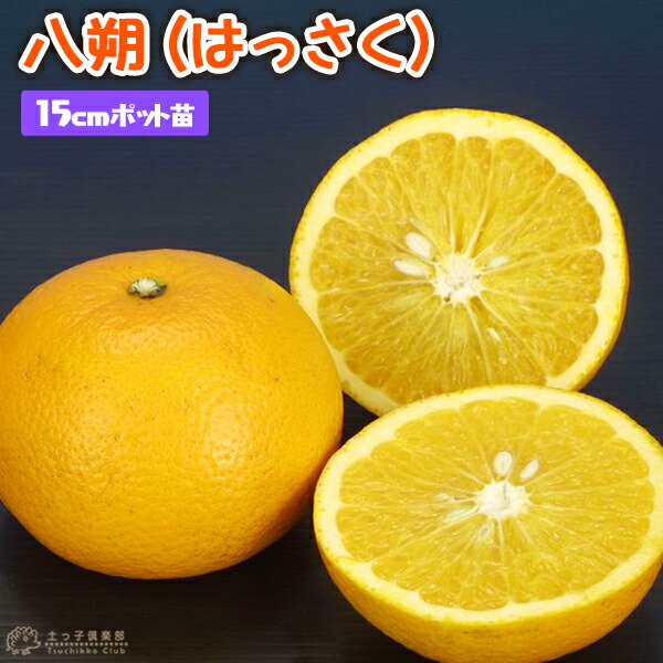 楽天市場】日向夏 ( ニューサマーオレンジ ) 15cmポット接木苗 楽天市場】日向夏 ( ニューサマーオレンジ ) 15cmポット接木苗