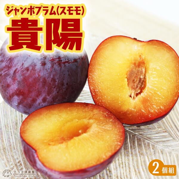 楽天市場】プラム 『 バイオチェリー 』（ サクランボ×スモモ