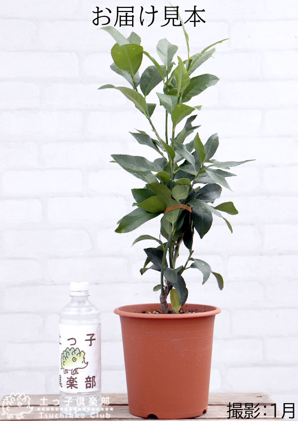 レモン グランドレモン 2年生 6号鉢植え 接ぎ木苗 2個セット レモン グランドレモン 2年生 6号鉢植え 接ぎ木苗 2個セット