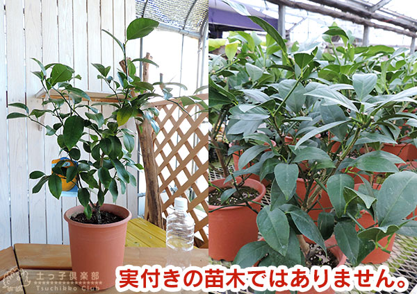 レモン グランドレモン 2年生 6号鉢植え 接ぎ木苗 2個セット レモン グランドレモン 2年生 6号鉢植え 接ぎ木苗 2個セット
