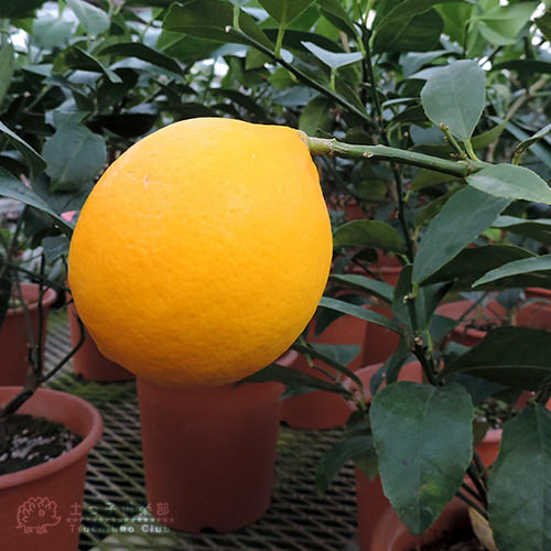 市場 レモン 接ぎ木苗 6号鉢植え 2年生 グランドレモン