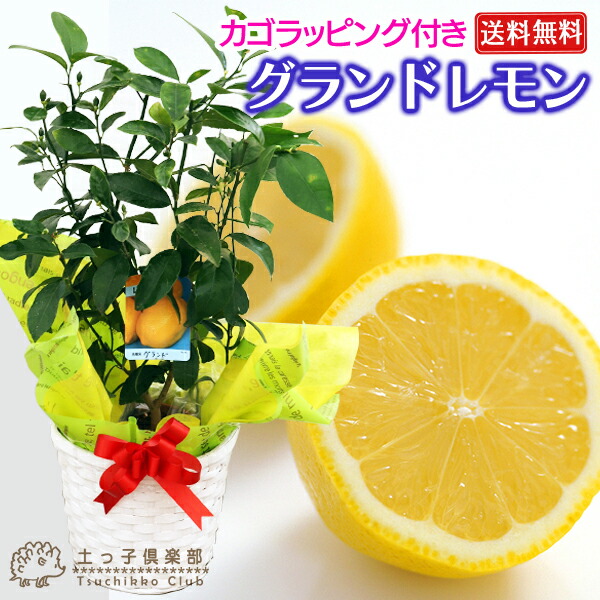 レモンの木様 リクエスト 6点 まとめ商品 f-089-m-h8_1-20.jpg