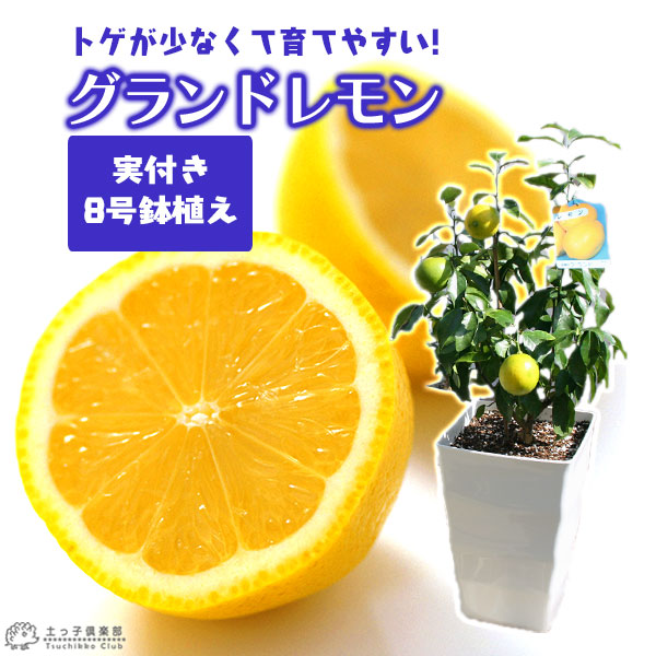 楽天市場 実付き レモンの木 実付きの鉢植え グランドレモン 接ぎ木苗 8号鉢 送料無料 実付き2個以上 花と緑の専門店 土っ子倶楽部