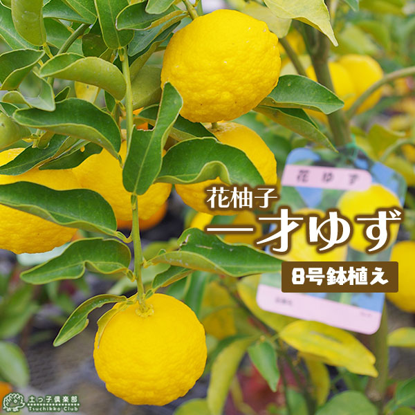 楽天市場 一才ゆず 花柚子 ユズ 接ぎ木大苗 8号鉢植え 送料無料 花と緑の専門店 土っ子倶楽部 楽天市場 一才ゆず 花柚子 ユズ 接ぎ木大苗 8号鉢植え 送料無料 花と緑の専門店 土っ子倶楽部