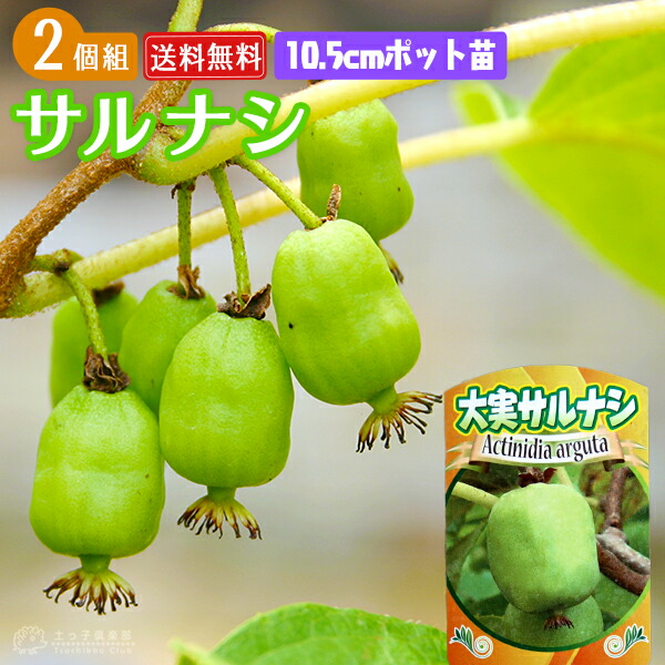 cheer出品❗ジャンボサルナシ4株お届けいたします。 cheer出品❗ジャンボサルナシ4株お届けいたします