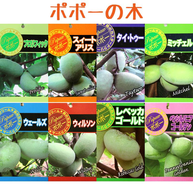 期間限定送料無料 ポポー 8号スリット角鉢植え 送料無料 選べる品種 接ぎ木苗 交換無料 Www Lexusoman Com 期間限定送料無料 ポポー 8号スリット角鉢植え 送料無料 選べる品種 接ぎ木苗 交換無料 Www Lexusoman Com