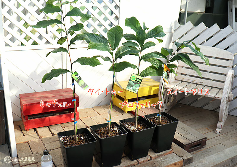 期間限定送料無料 ポポー 8号スリット角鉢植え 送料無料 選べる品種 接ぎ木苗 交換無料 Www Lexusoman Com 期間限定送料無料 ポポー 8号スリット角鉢植え 送料無料 選べる品種 接ぎ木苗 交換無料 Www Lexusoman Com