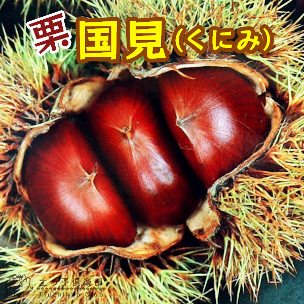 楽天市場】栗 『 ぽろたん 』 セット （ 2品種組 ） 肥料付き!! : 花と