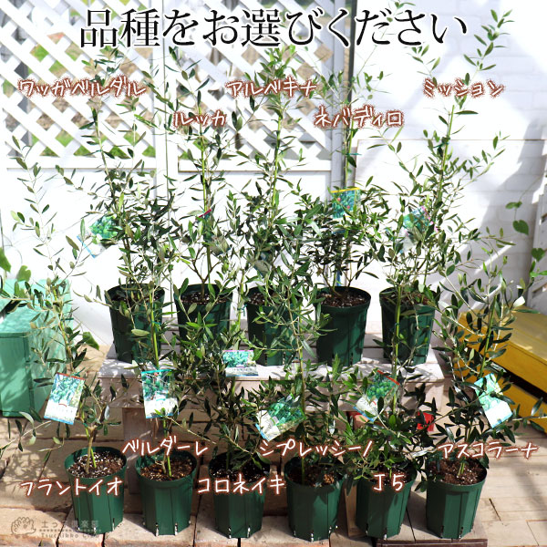 オリーブ 全11品種 5号スリット鉢植え 3年生 選べる品種