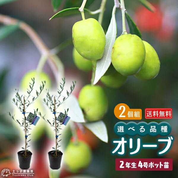 楽天市場】オリーブ （全9品種） 2年生 4号ポット 苗 【 選べる品種