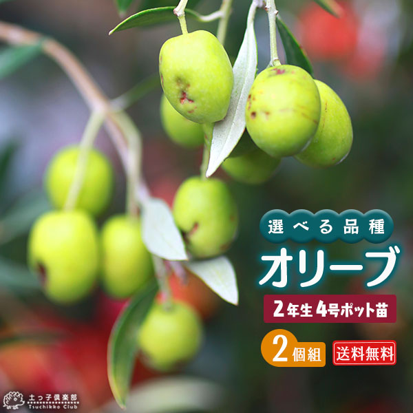 楽天市場】オリーブ （全9品種） 2年生 4号ポット苗 【 選べる品種 】 : 花と緑の専門店 土っ子倶楽部