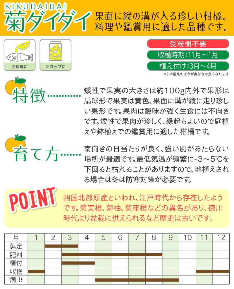 珍種 菊ダイダイ 3年生 接ぎ木苗 菊代々 6号鉢植え キクダイダイ